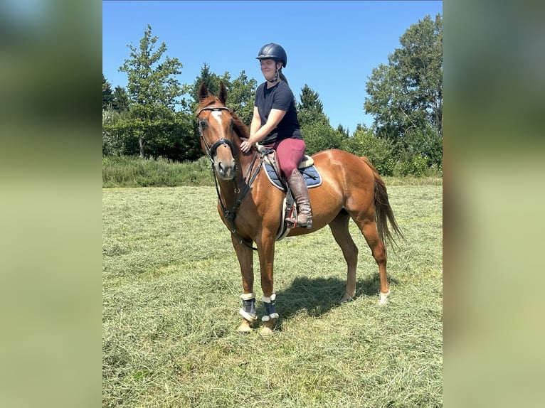 French Trotter Gelding 15 years 15,3 hh Chestnut-Red in Pelmberg