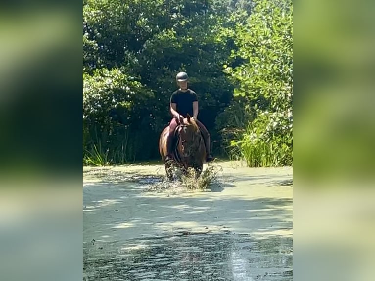 French Trotter Gelding 15 years 15,3 hh Chestnut-Red in Pelmberg