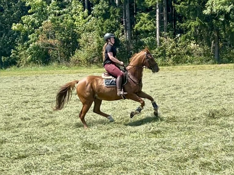 French Trotter Gelding 15 years 15,3 hh Chestnut-Red in Pelmberg