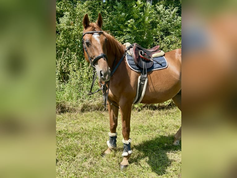 French Trotter Gelding 15 years 15,3 hh Chestnut-Red in Pelmberg
