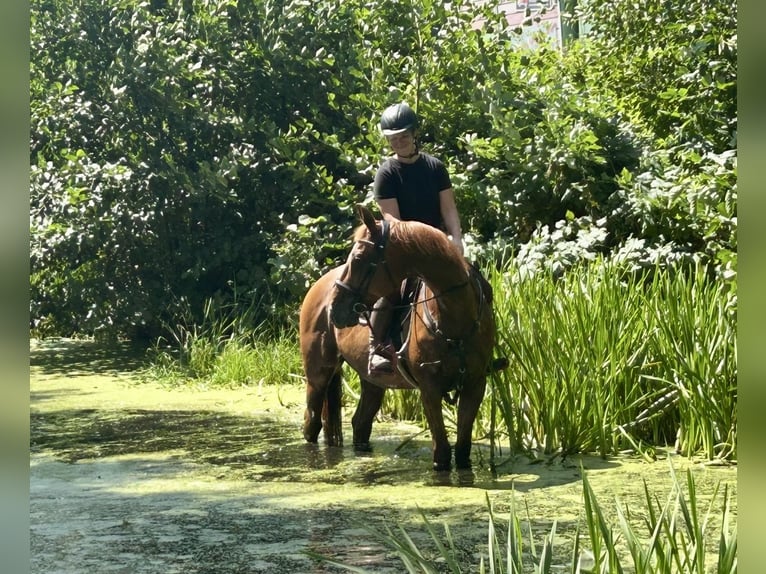 French Trotter Gelding 15 years 15,3 hh Chestnut-Red in Pelmberg