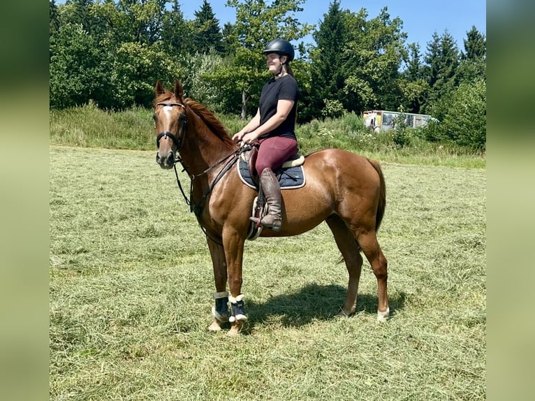 French Trotter Gelding 15 years 15,3 hh Chestnut-Red in Pelmberg