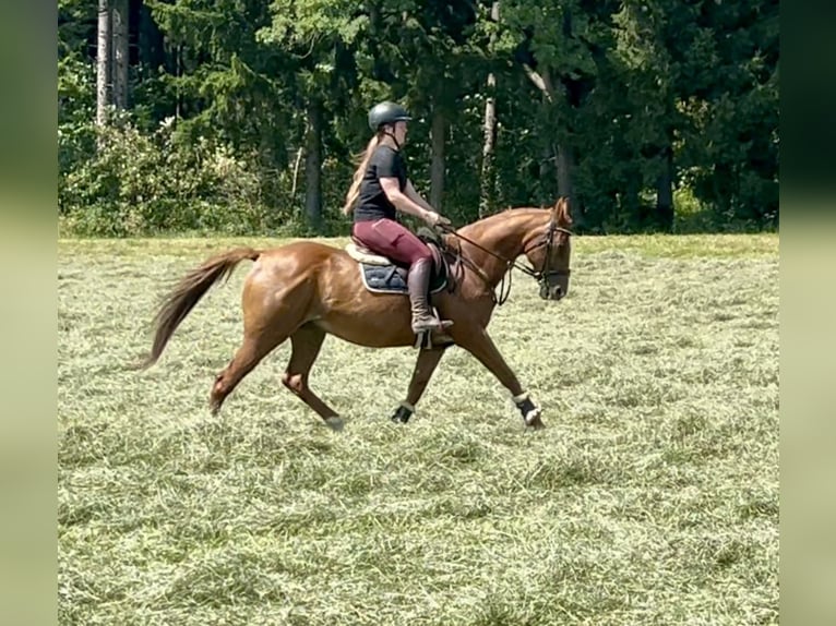 French Trotter Gelding 15 years 15,3 hh Chestnut-Red in Pelmberg