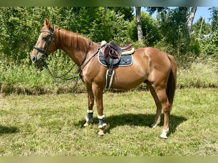French Trotter Gelding 15 years 15,3 hh Chestnut-Red in Pelmberg