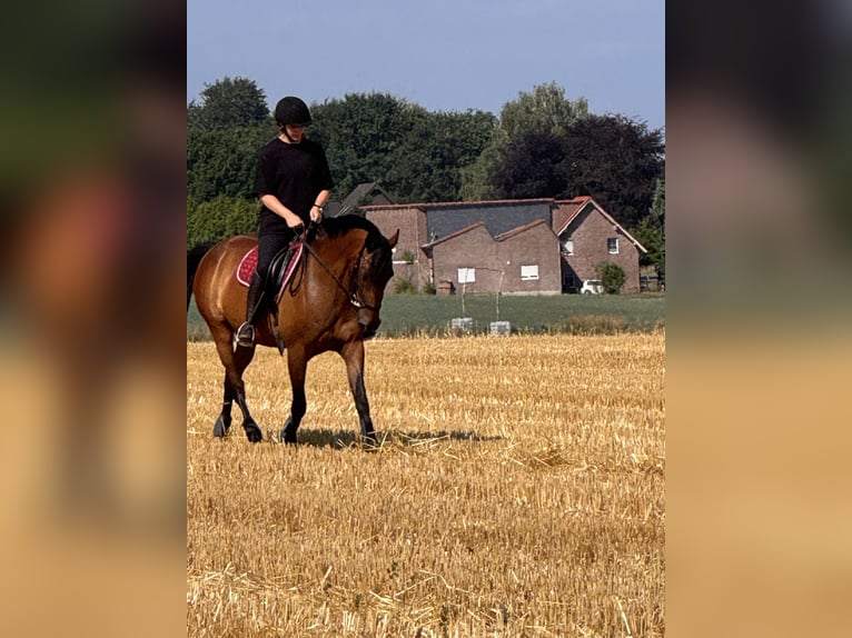 French Trotter Gelding 16 years 15.2 hh Brown in Bottrop