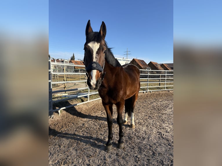 French Trotter Mix Gelding 16 years 16 hh Brown in Stuttgart Vaihingen