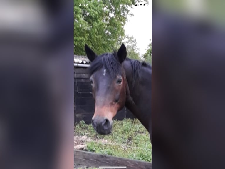 French Trotter Gelding 17 years 15,2 hh Bay-Dark in Echt