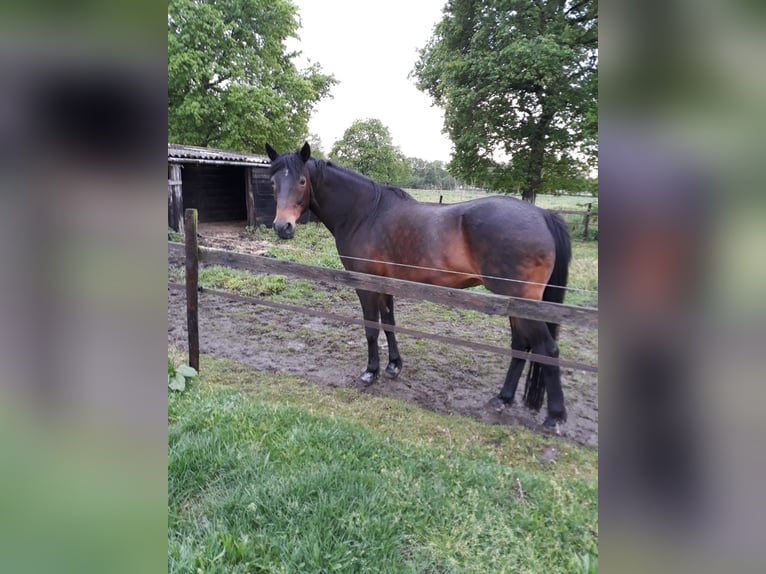 French Trotter Gelding 17 years 15,2 hh Bay-Dark in Echt