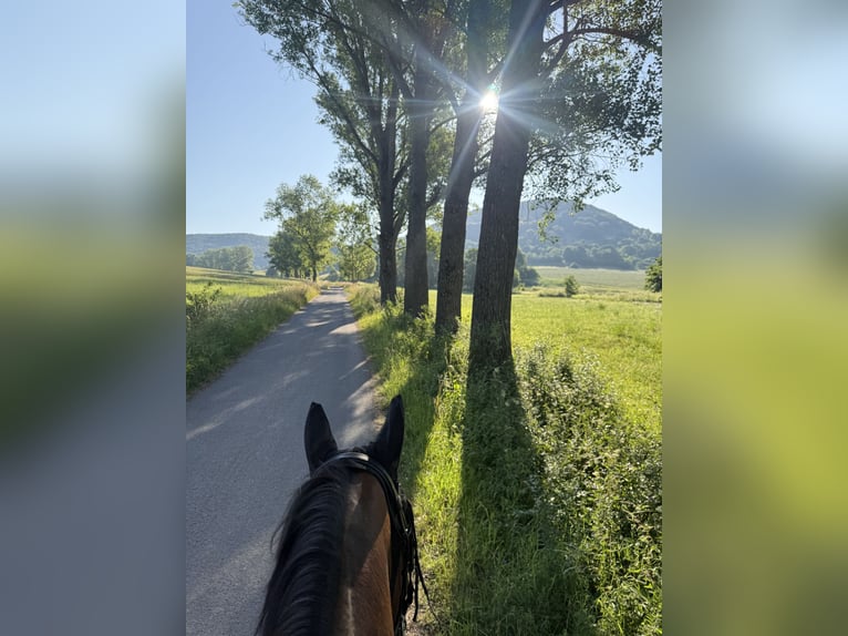 French Trotter Gelding 19 years 16,3 hh Bay-Dark in Kaltennordheim