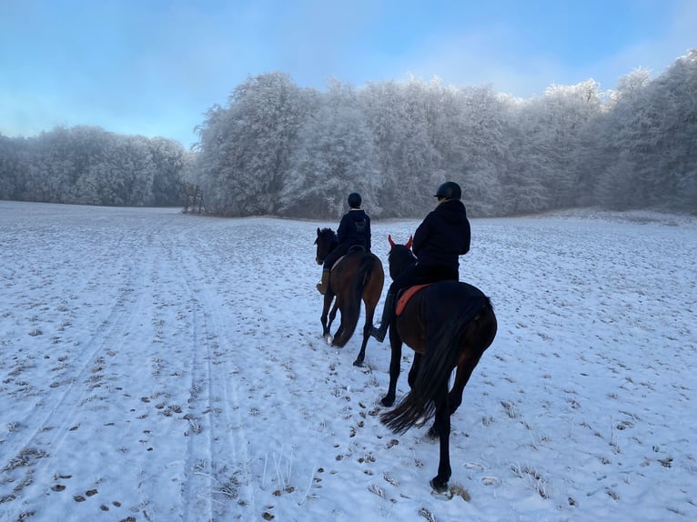French Trotter Gelding 19 years 16,3 hh Bay-Dark in Kaltennordheim