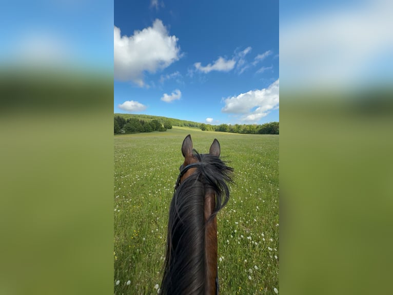 French Trotter Gelding 19 years 16,3 hh Brown in Kaltennordheim