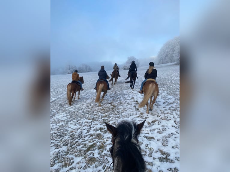 French Trotter Gelding 19 years 16,3 hh Brown in Kaltennordheim