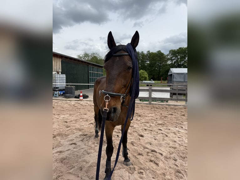 French Trotter Gelding 19 years 16,3 hh Brown in Kaltennordheim