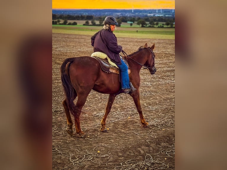 French Trotter Gelding 22 years 16.1 hh Chestnut-Red in Werl