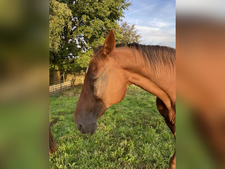 French Trotter Gelding 22 years 16.1 hh Chestnut-Red in Werl