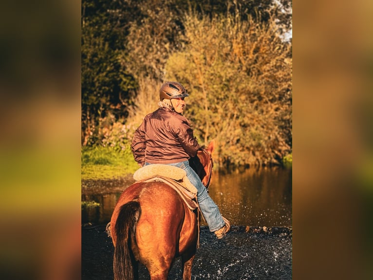 French Trotter Gelding 22 years 16.1 hh Chestnut-Red in Werl