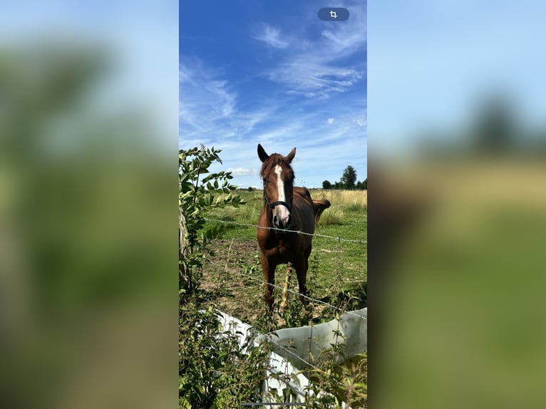 French Trotter Gelding 2 years 16 hh Chestnut-Red in Arras