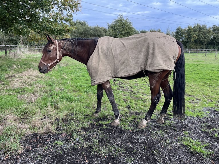 French Trotter Gelding 3 years 14,3 hh Bay-Dark in Auffargis