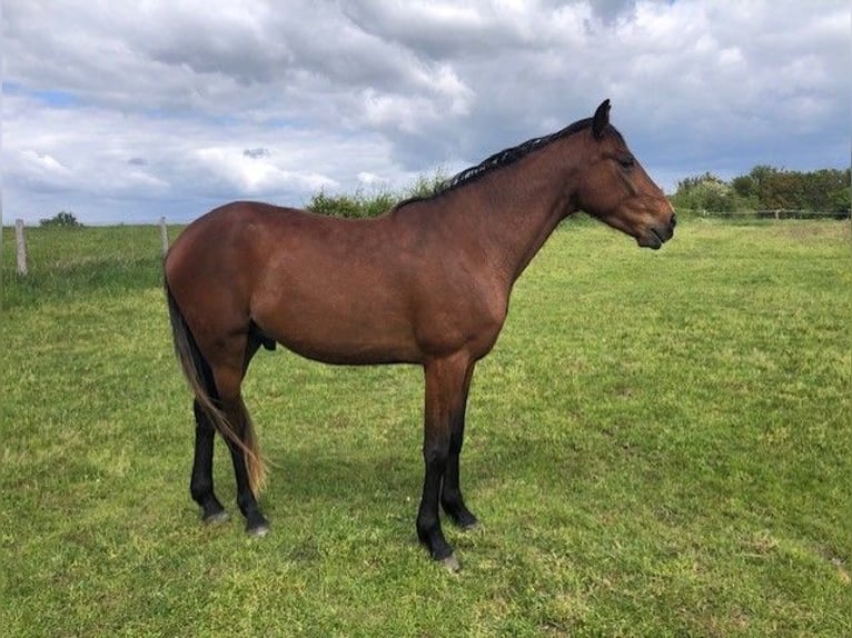 French Trotter Gelding 3 years 15,2 hh Brown in BUSSY-ALBIEUX
