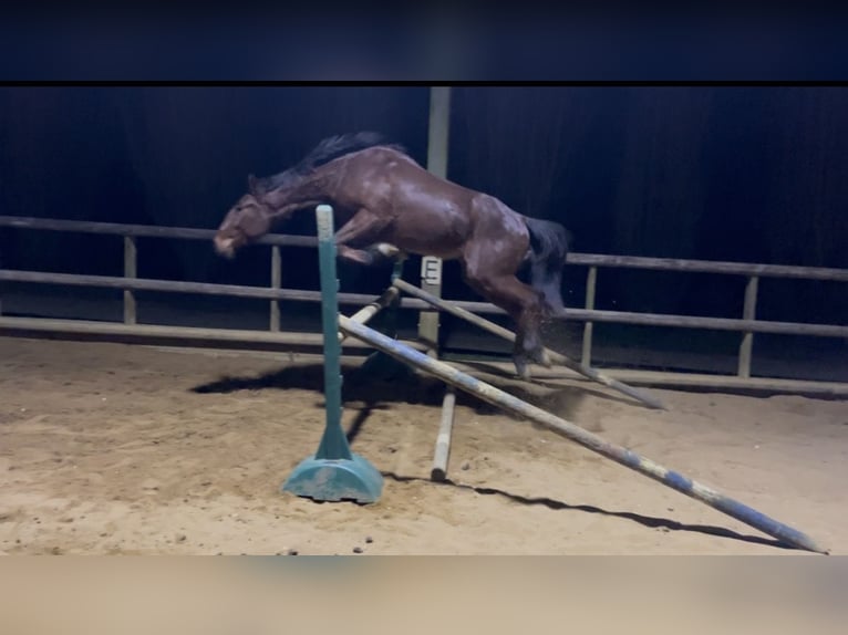French Trotter Gelding 3 years 15.2 hh Brown in Marchemaisons