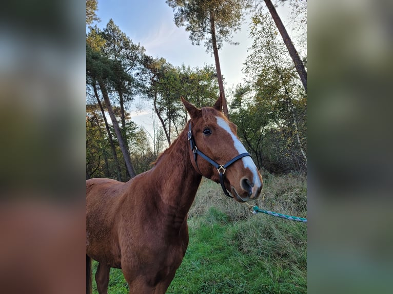 French Trotter Gelding 3 years 15,2 hh Chestnut-Red in Weeze