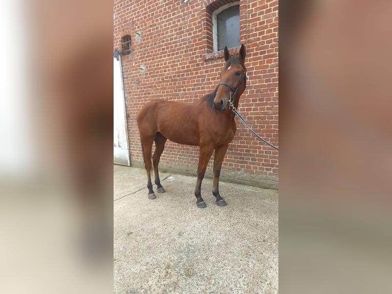 French Trotter Gelding 3 years 15,1 hh Brown in Ep&#xE9;nancourt