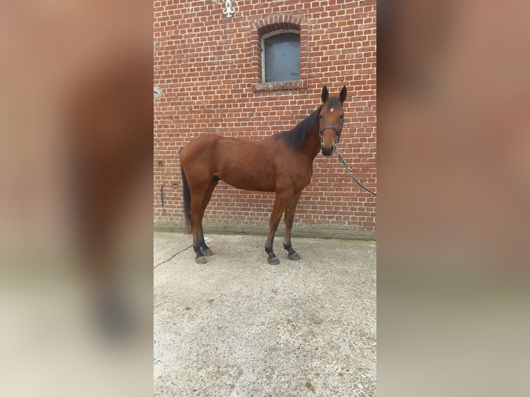 French Trotter Gelding 3 years 15,1 hh Brown in Ep&#xE9;nancourt