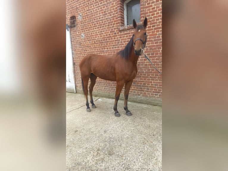French Trotter Gelding 3 years 15,1 hh Brown in Ep&#xE9;nancourt