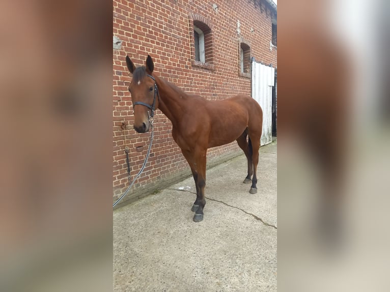 French Trotter Gelding 3 years 15,1 hh Brown in Ep&#xE9;nancourt