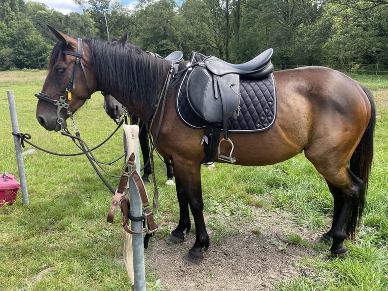 French Trotter Gelding 3 years 15,1 hh Brown in MalansacPluherlin