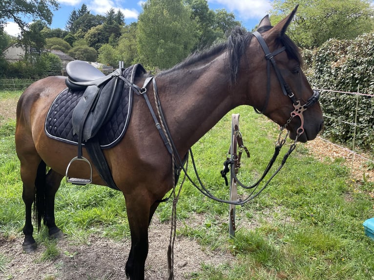 French Trotter Gelding 3 years 15,1 hh Brown in MalansacPluherlin