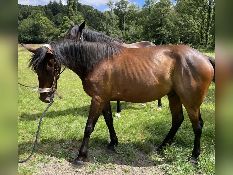 French Trotter Gelding 3 years 15,1 hh Brown in MalansacPluherlin