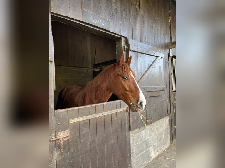 French Trotter Gelding 4 years 15,1 hh Chestnut-Red in Acigné