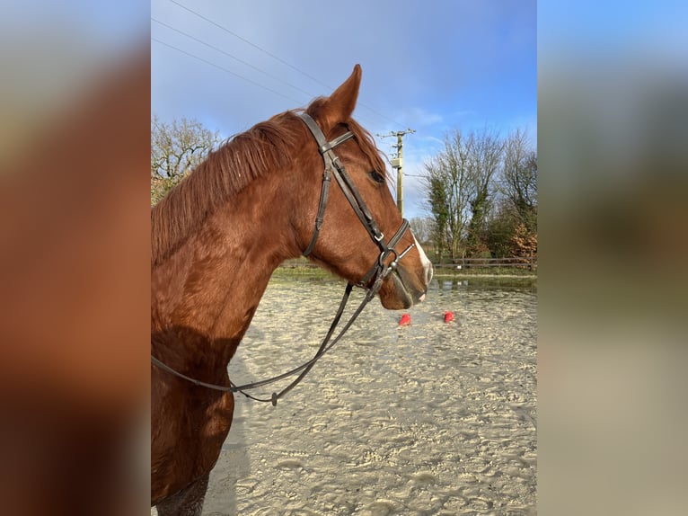 French Trotter Gelding 4 years 15,1 hh Chestnut-Red in Acigné