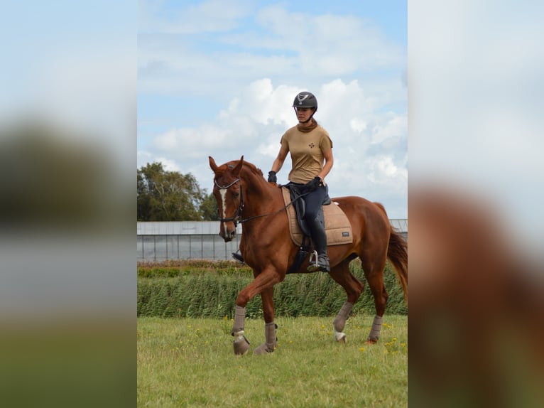 French Trotter Gelding 4 years 16,1 hh Sorrel in Hoek van Holland