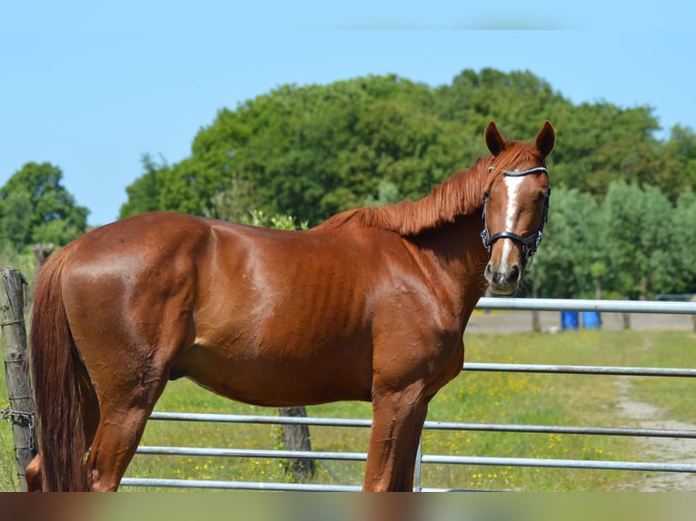 French Trotter Gelding 4 years 16,1 hh Sorrel in Hoek van Holland