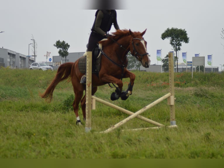 French Trotter Gelding 4 years 16,1 hh Sorrel in Hoek van Holland