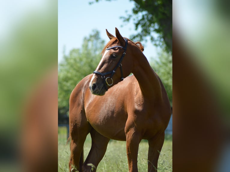 French Trotter Gelding 4 years 16,1 hh Sorrel in Hoek van Holland