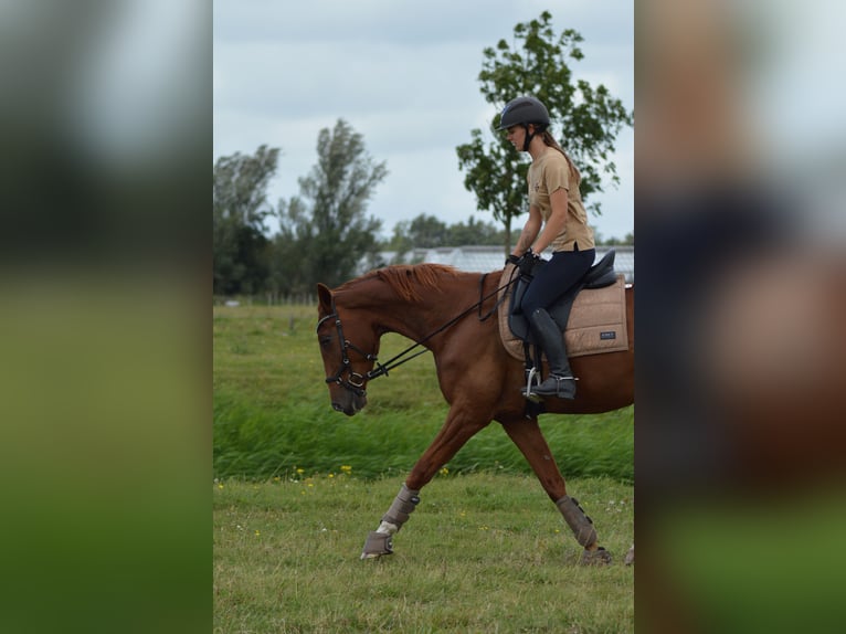 French Trotter Gelding 4 years 16,1 hh Sorrel in Hoek van Holland