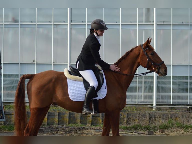 French Trotter Gelding 4 years 16,1 hh Sorrel in Hoek van Holland