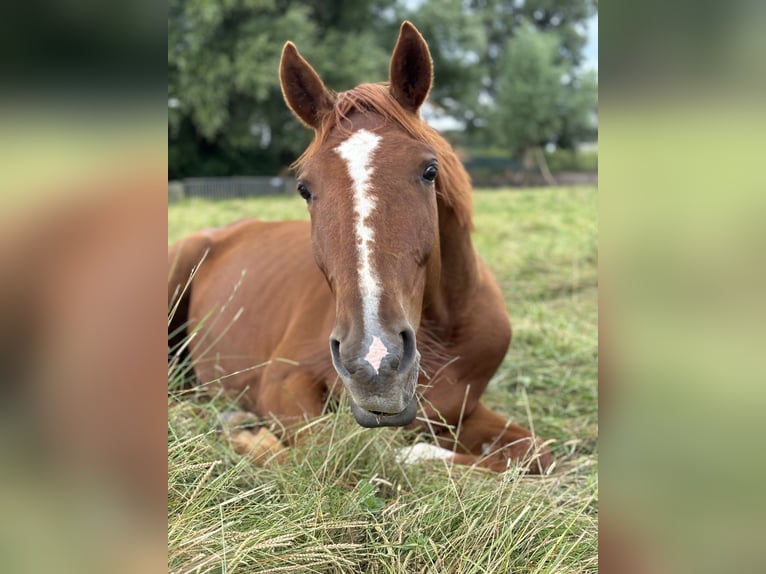 French Trotter Gelding 4 years 16,1 hh Sorrel in Hoek van Holland