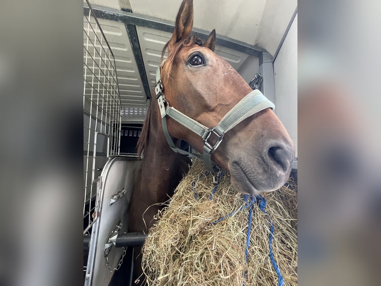 French Trotter Gelding 4 years 16,2 hh Brown in Province Luxembourg