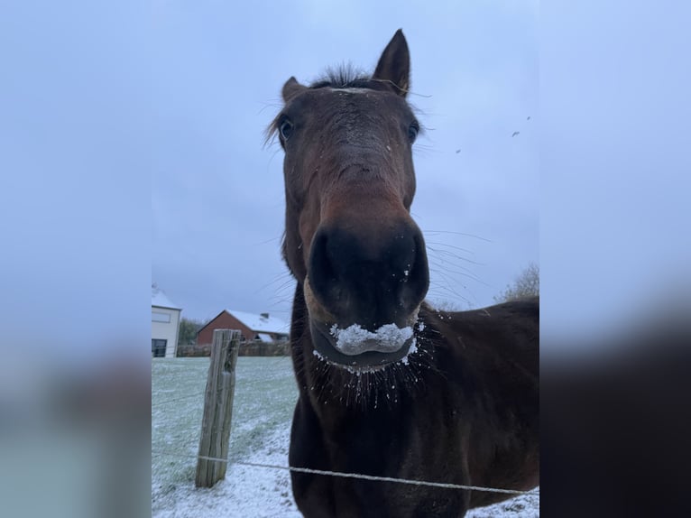 French Trotter Gelding 4 years 16,2 hh Brown in Province Luxembourg