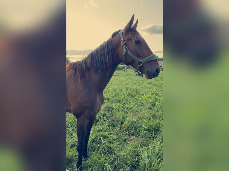 French Trotter Gelding 4 years 16,2 hh Brown in Province Luxembourg