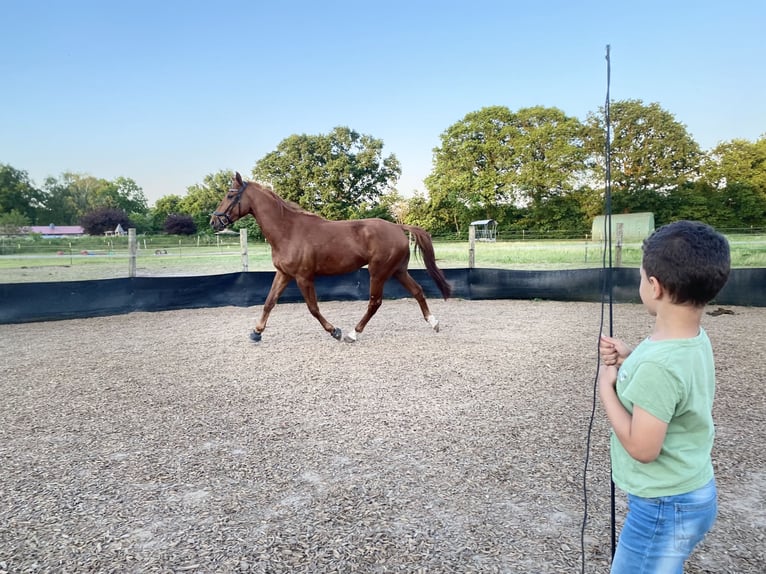 French Trotter Gelding 4 years 16,2 hh Chestnut-Red in Latendorf