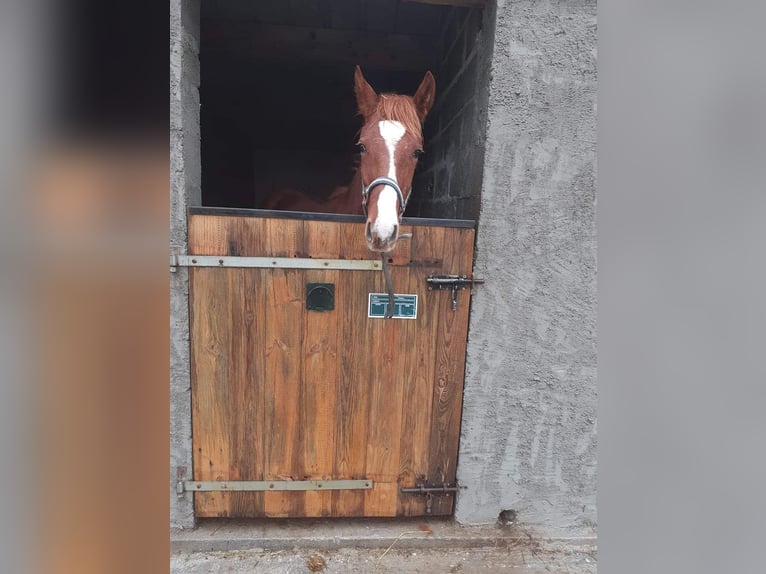 French Trotter Gelding 4 years 16,2 hh Chestnut-Red in Courçay