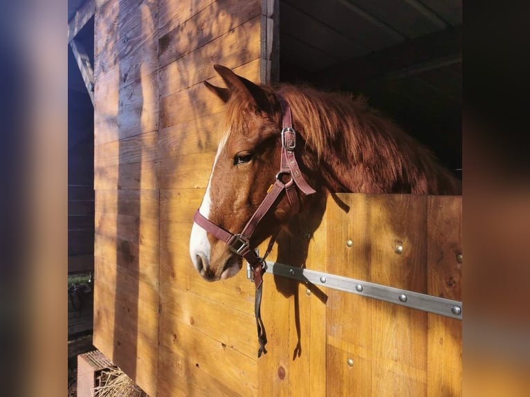 French Trotter Gelding 4 years 16,2 hh Chestnut-Red in Courçay