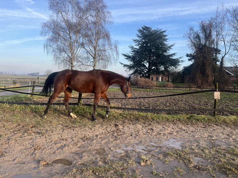 French Trotter Gelding 4 years 16 hh Bay-Dark in Tolkamer