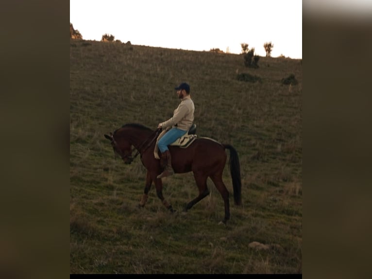 French Trotter Gelding 4 years 16 hh Brown-Light in Valdelagua (Urbanizacion)