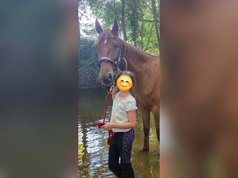 French Trotter Gelding 4 years 16 hh Chestnut-Red in Saint-Ciers-d'Abzac